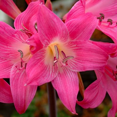 bare naked lady flower|Amaryllis: Those Lovely Naked Ladies